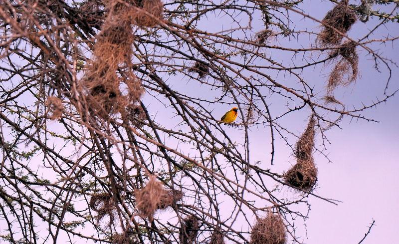 1432-往山布魯公園-有鳥巢的路樹