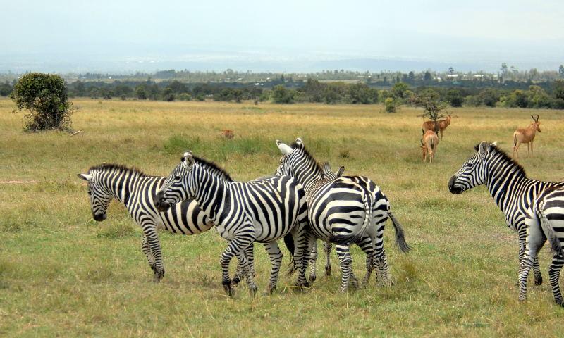 1705-肯亞-山布魯公園-斑馬