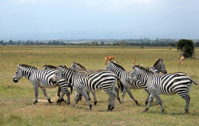 1734-肯亞-山布魯公園-斑馬