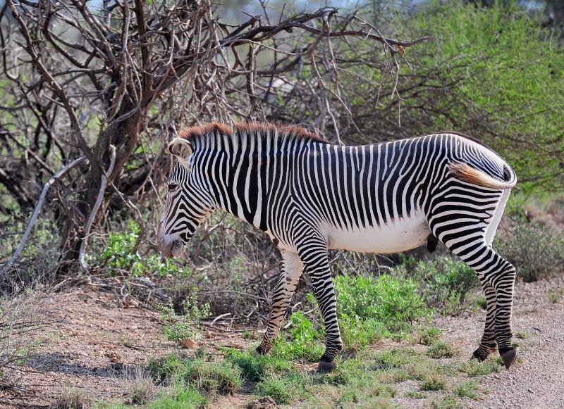 1769-肯亞-山布魯公園-斑馬
