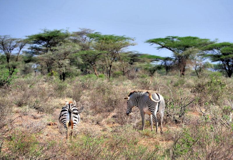 1781-肯亞-山布魯公園-斑馬