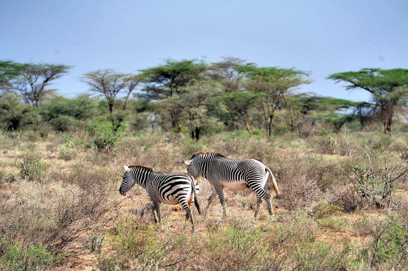 1782-肯亞-山布魯公園-斑馬