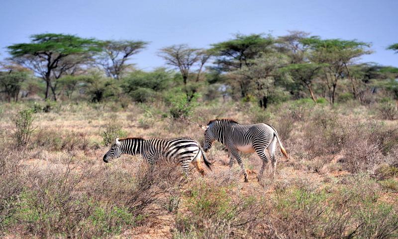 1785-肯亞-山布魯公園-斑馬