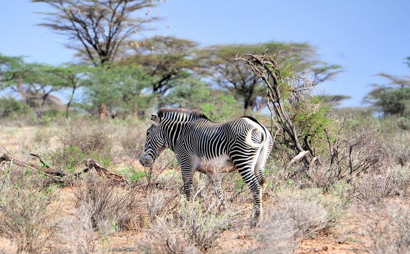 1789-肯亞-山布魯公園-斑馬