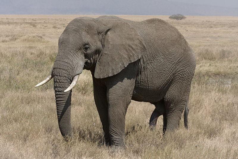 2167-普通非洲象-維基百科