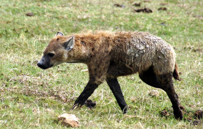 2279-斑點鬣狗-山布魯國家公園