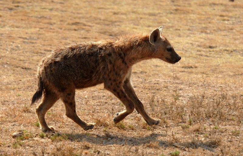 2280-斑點鬣狗-山布魯國家公園