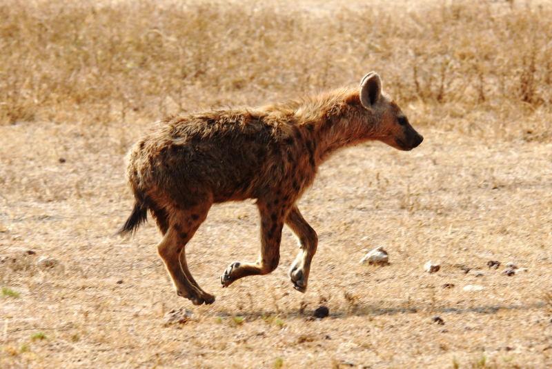 2281-斑點鬣狗-山布魯國家公園