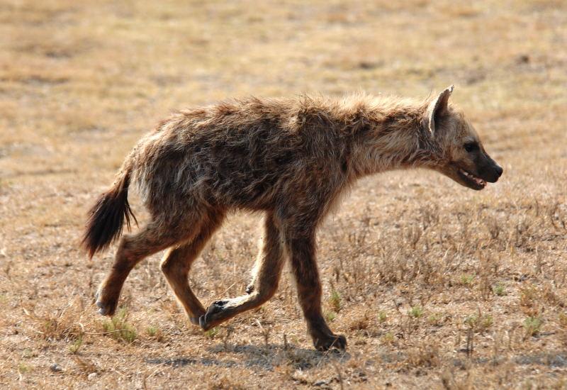 2282-斑點鬣狗-山布魯國家公園