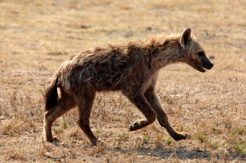 2283-斑點鬣狗-山布魯國家公園