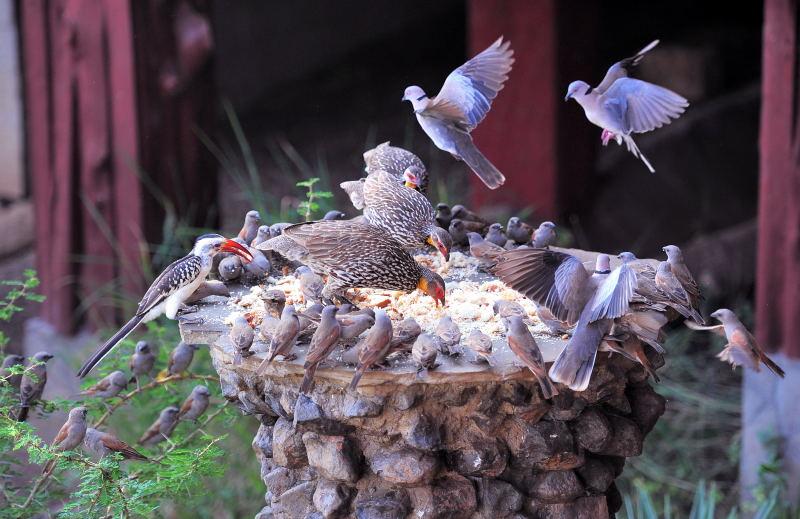 2515-肯亞-山布魯公園飯店-鳥食平台