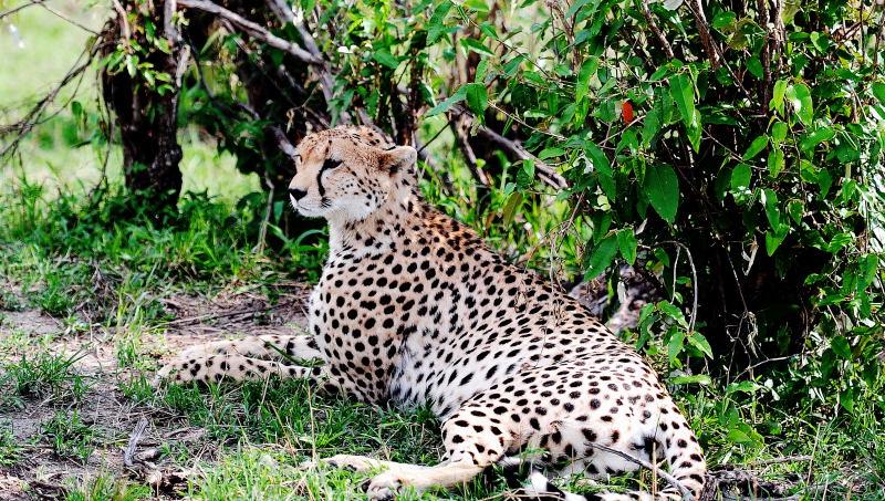 2606-獵豹-馬賽馬拉國家公園-肯亞