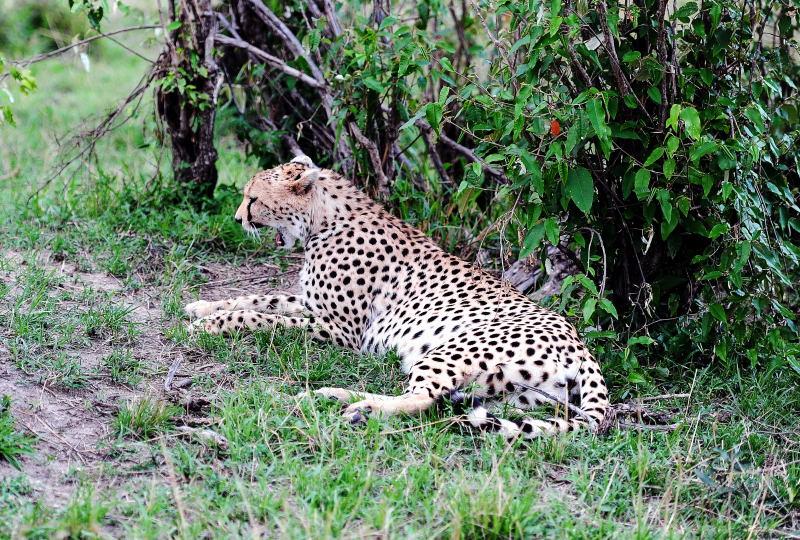 2617-獵豹-馬賽馬拉國家公園-肯亞