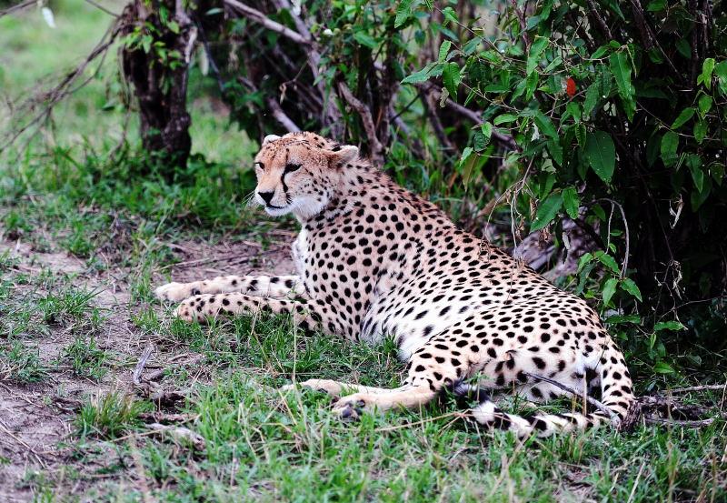 2631-獵豹-馬賽馬拉國家公園-肯亞