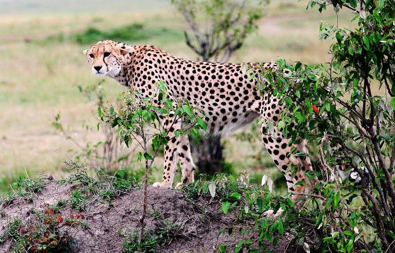 2634-獵豹-馬賽馬拉國家公園-肯亞