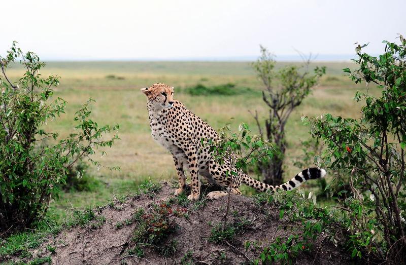2636-獵豹-馬賽馬拉國家公園-肯亞