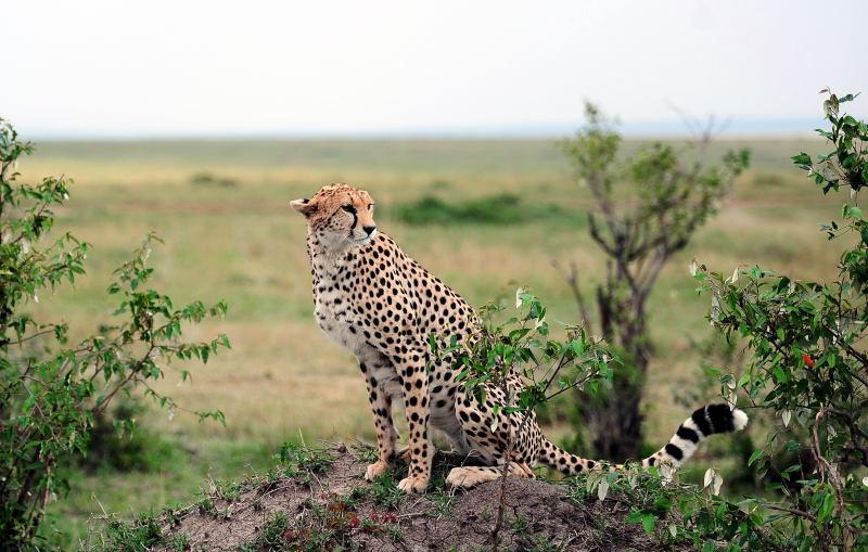 2637-獵豹-馬賽馬拉國家公園-肯亞