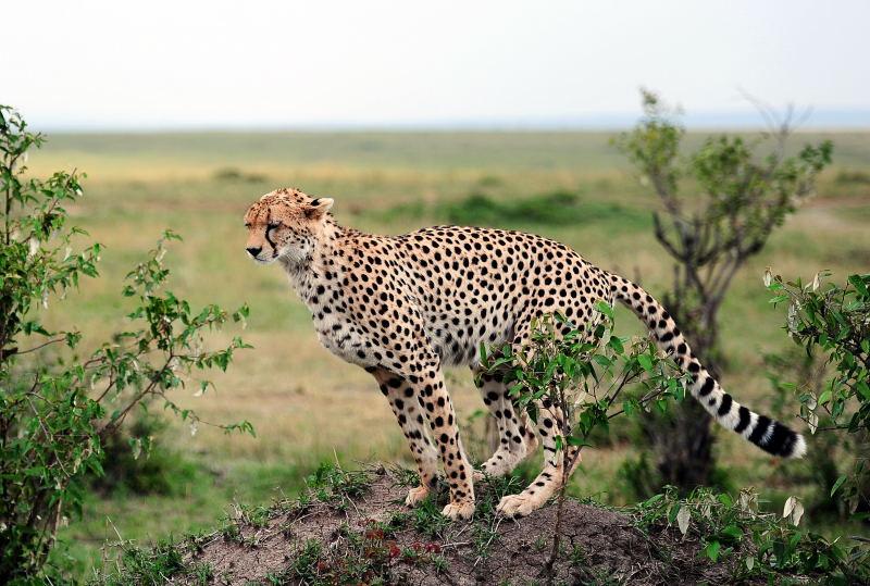 2640-獵豹-馬賽馬拉國家公園-肯亞
