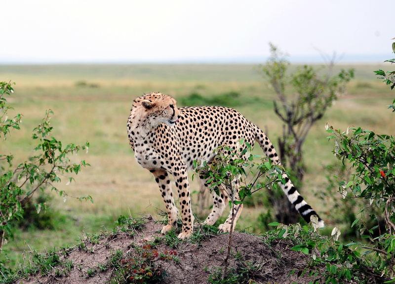 2641-獵豹-馬賽馬拉國家公園-肯亞