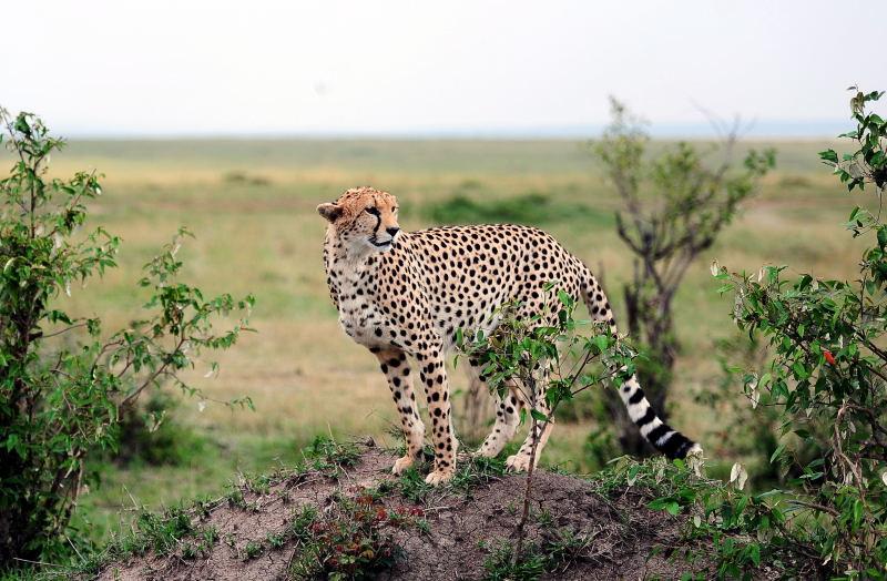 2642-獵豹-馬賽馬拉國家公園-肯亞