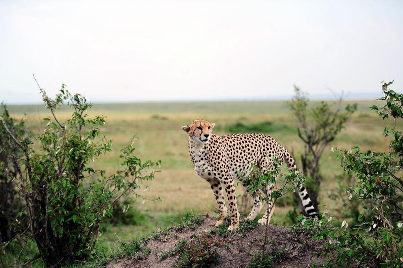 2643-獵豹-馬賽馬拉國家公園-肯亞