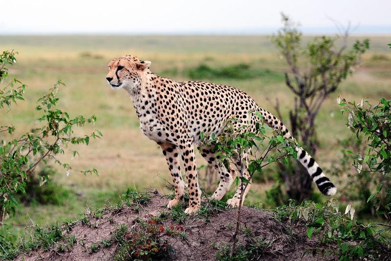 2644-獵豹-馬賽馬拉國家公園-肯亞