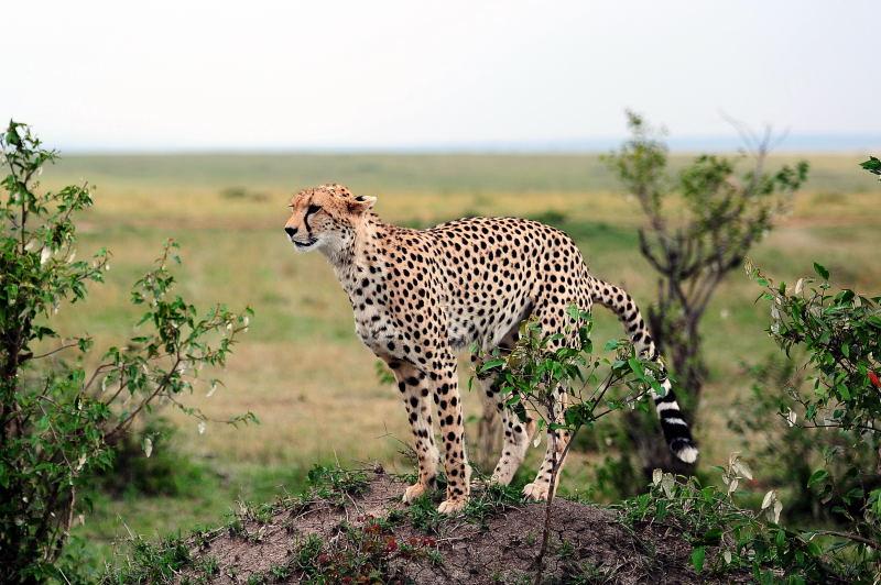 2652-獵豹-馬賽馬拉國家公園-肯亞