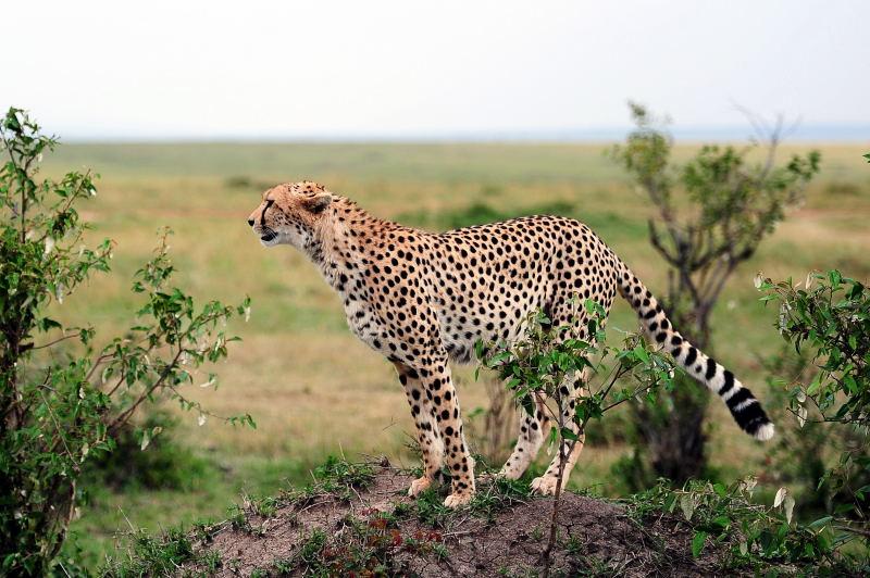 2653-獵豹-馬賽馬拉國家公園-肯亞
