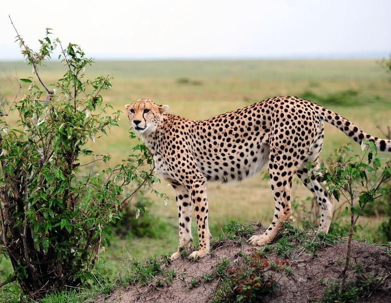 2654-獵豹-馬賽馬拉國家公園-肯亞