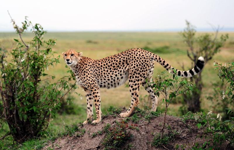 2656-獵豹-馬賽馬拉國家公園-肯亞