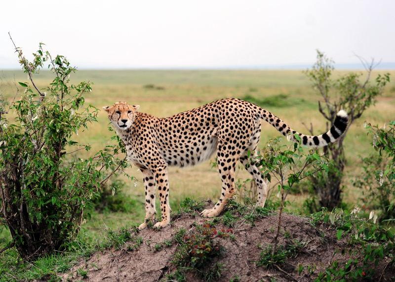2657-獵豹-馬賽馬拉國家公園-肯亞