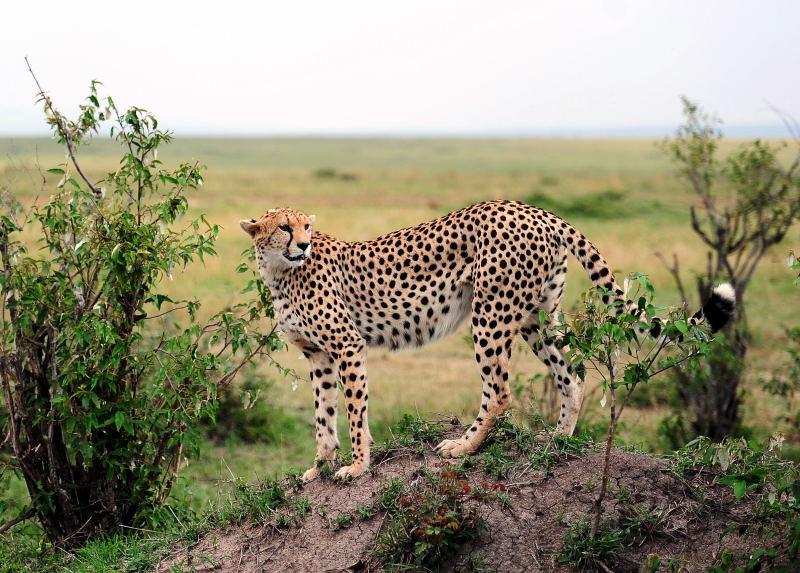2660-獵豹-馬賽馬拉國家公園-肯亞
