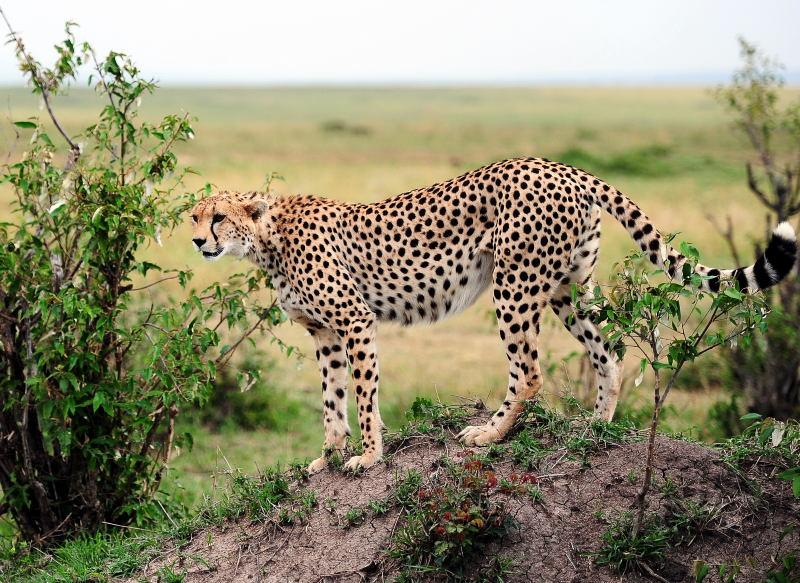 2662-獵豹-馬賽馬拉國家公園-肯亞