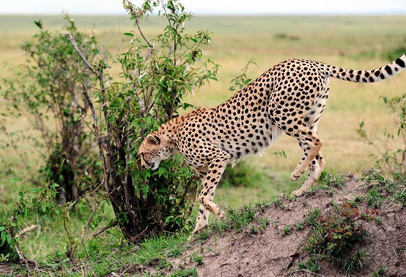 2664-獵豹-馬賽馬拉國家公園-肯亞