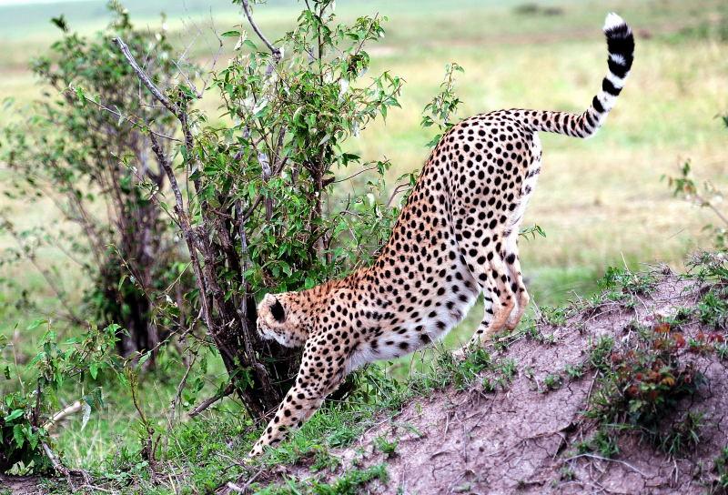2667-獵豹-馬賽馬拉國家公園-肯亞