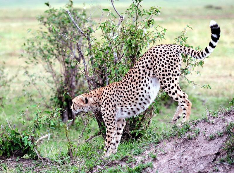 2669-獵豹-馬賽馬拉國家公園-肯亞