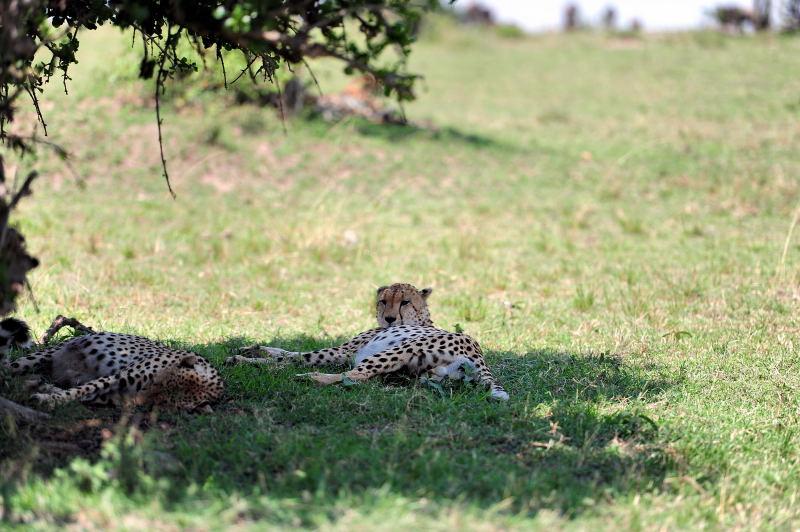 2685-獵豹-馬賽馬拉國家公園-肯亞
