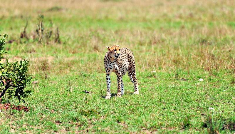 2692-獵豹-馬賽馬拉國家公園-肯亞