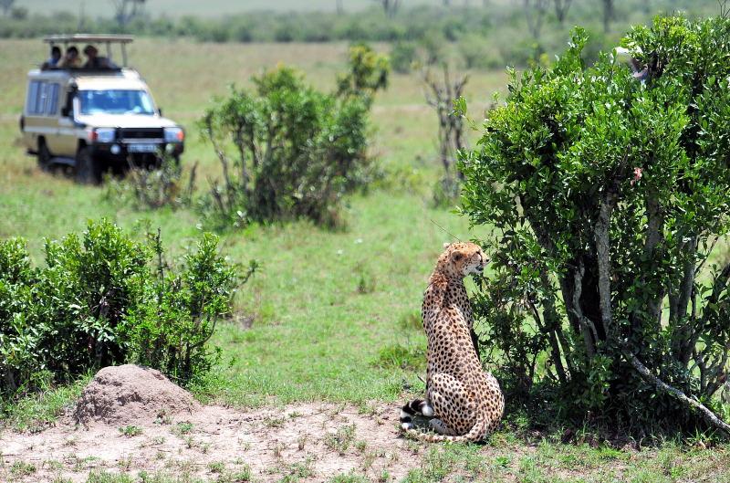 2697-獵豹-馬賽馬拉國家公園-肯亞