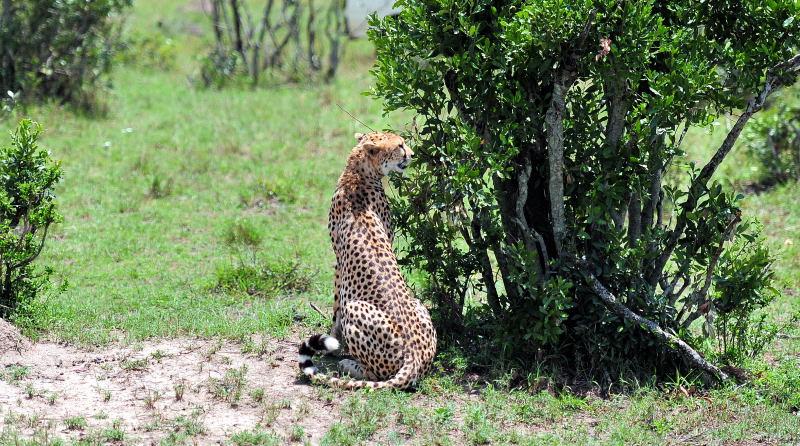 2699-獵豹-馬賽馬拉國家公園-肯亞