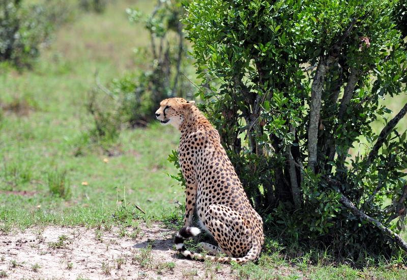 2702-獵豹-馬賽馬拉國家公園-肯亞