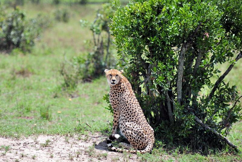 2703-獵豹-馬賽馬拉國家公園-肯亞