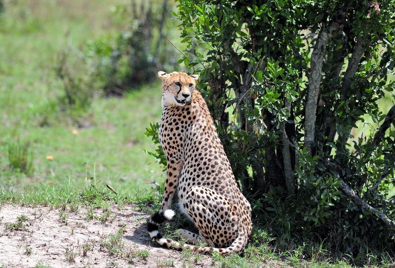 2706-獵豹-馬賽馬拉國家公園-肯亞