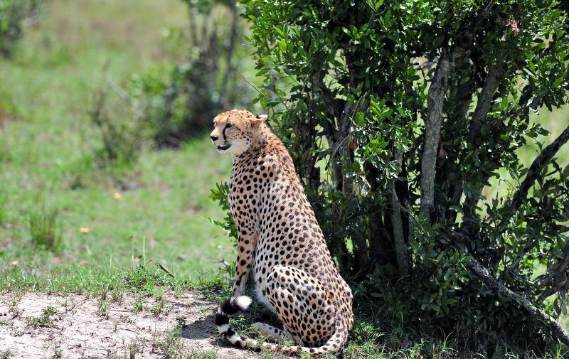 2708-獵豹-馬賽馬拉國家公園-肯亞