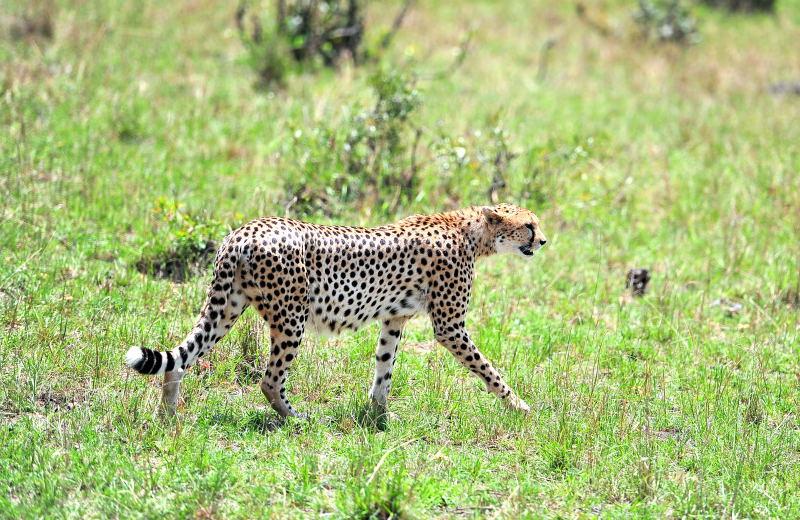 2709-獵豹-馬賽馬拉國家公園-肯亞