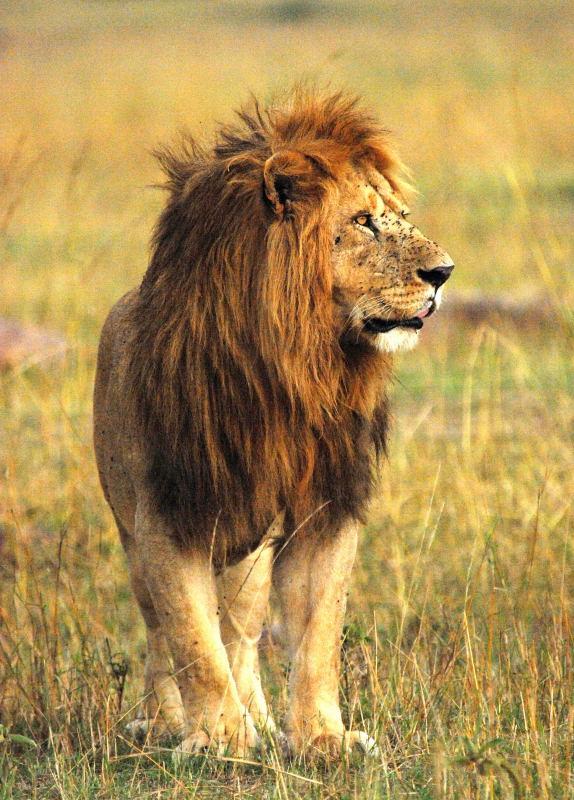 3004-獅群-馬賽馬拉國家公園