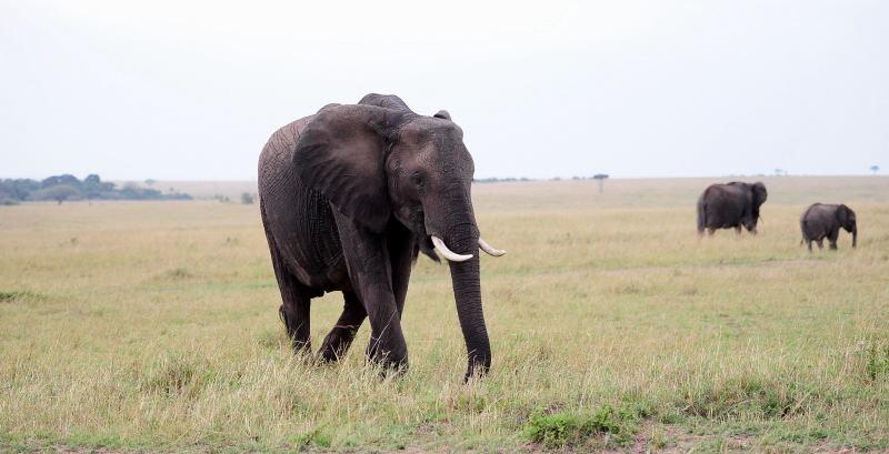 3415-大象-馬賽馬拉國家公園