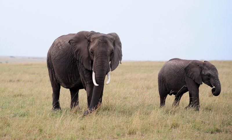 3426-大象-馬賽馬拉國家公園