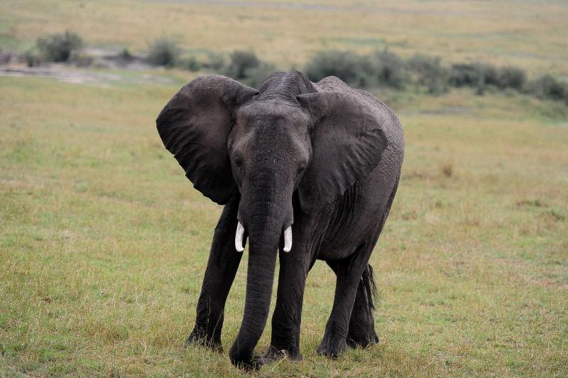 3433-大象-馬賽馬拉國家公園