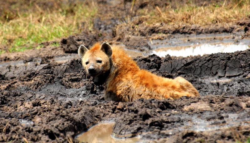 3488-斑鬣狗-馬賽馬拉國家公園